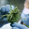 Priča o legalizaciji kanabisa za liječenje u BiH traje već pet godina, "zapelo" kod imenovanja komisije