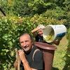 Željko Bebek pokazao kako izgleda berba grožđa u njegovom vinogradu