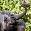 U Zimbabveu pronađeno još 12 uginulih slonova, sumnja se na bolest uzrokovanu bakterijama