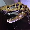 Skelet tiranosaur Rexa prodat za rekordnih 31,8 miliona dolara