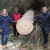 Smreka visoka 33 metra i stara 200 godina je ovogodišnje božićno drvo Bečlija