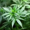 New Jersey i Arizona legalizirali marihuanu, Oregon psilocibin