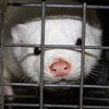 Rusi nemaju namjeru uništavati farme kuna zbog mogućeg prenošenja korone