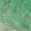Više od 50 ajkula plivalo blizu australske obale, spasioci ih nadzirali iz helikoptera