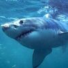 Ajkula usmrtila plivača u Australiji