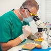 Singapur je prva zemlja koja je odobrila piletinu uzgojenu u laboratoriji