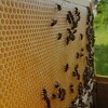 Firma iz Bosanskog Šamca proizvodi novu vrstu hrane za pčele