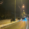 Konji u Hotonju kod Sarajeva izašli na ulicu i zaustavili saobraćaj