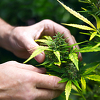 Legalizacija medicinskog kanabisa još na čekanju u BiH: Vlasti se ponovo vrte u krug