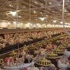 Proizvodnja jaja za uzgoj brojlera u Srpcu porasla za 50 posto
