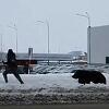 Medvjedica ganjala muškarca ulicama sibirskog grada
