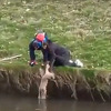 Pogledajte kako Sarajlije spašavaju psa koji je pao u Miljacku