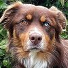 Australski ovčar koji ima oči različite boje postao zvijezda Instagrama
