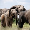 Slonovi usmrtili krivolovca u Južnoj Africi