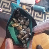 Velika akcija tuzlanske i brčanske policije: Uhapšeno 11 osoba, zaplijenjena droga