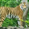 U Bečki zoološki vrt Schönbrunn stigao sibirski tigar Pepe