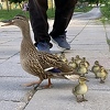Sarajlija pomogao patki i pačićima da sigurno dođu do Miljacke