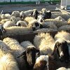 Policija u Bratuncu hapsi osumnjičene za krijumčarenje stoke i migranata iz Srbije u BiH
