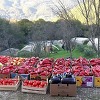 Na imanju Muhovića kod Goražda proizvode se desetine tona povrća