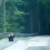 Hrvatska: Medvjed u Gorskom kotaru napadao automobile, lovci ga morali ubiti