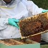 Pčelari od ljeta očekuju mnogo, ali traže i pomoć države