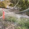 Paukove mreže obavile Australiju nakon poplava