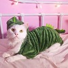 Mačak Brossy iz Singapura je zvijezda na Instagramu