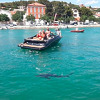 Morski pas kod Šibenika plivao uz obalu, turisti ga snimali