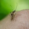 Kod komaraca u Beogradu detektovan virus Zapadnog Nila