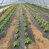 Agroideja oživjela voćnjak u Ustikolini, planiraju i proizvodnju kozijeg sira za švicarsko tržište