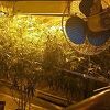 U iznajmljenom stanu u Sarajevu pronađena laboratorija za uzgoj i proizvodnju marihuane