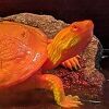 Neobične albino kornjače osvajaju internet: Mogu biti savršeni ljubimci