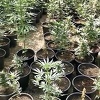 Na području Gruda u policijskoj akciji pronađena droga i oružje