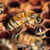 Pesticidi koji se koriste na farmama ubijaju sve više pčela