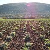 Kako je BiH postala najveći proizvođač smilja na svijetu pa doživjela potpuni krah