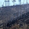 Kiša ugasila većinu požara u Hercegovini