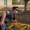 I policija na Havajima počela koristiti robote: Korisno sredstvo ili dehumanizacija