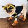 Doug the Pug jedan je od najpopularnijih pasa na Instagramu