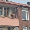 Dvije osobe ubijene u Nizozemskoj, uhapšen napadač sa samostrelom