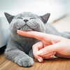 Pet stvari koje ne biste trebali raditi ukoliko imate mačku