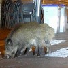 Rimljani muku muče sa divljim svinjama koje su okupirale gradske ulice