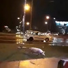 Svinja "prošetala" glavnom banjalučkom saobraćajnicom