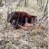 Ruski bokser nožem ubio medvjeda koji ga je teško ranio u napadu u šumi