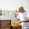 Pčele na krovu bečke Vijećnice daju 180 kilograma meda godišnje