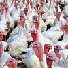 Na italijanskoj farmi će biti ubijeno 13.000 ćurki zbog veoma zarazne ptičije gripe