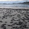 More izbacilo stotine uginulih kornjača na obalu Meksika
