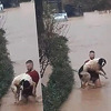 Sarajlija spasio psa koji se zaglavio u živoj ogradi u nabujaloj rijeci na Ilidži