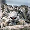 Tri snježna leoparda uginula od korone u zoološkom vrtu u Nebraski