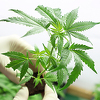 Buduća vlast u Njemačkoj prihvatila legalizaciju kanabisa u rekreativne svrhe