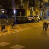 Barcelona ima problem s veprovima, napadaju ljude i pse